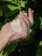 organic soap natures touch for cleanliness and care